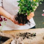 Gardener doing gardening work at a table rustic. Working in the garden close up of the hands of a woman cares flowerscarnations. Womans hands. Garden tools with flowers.